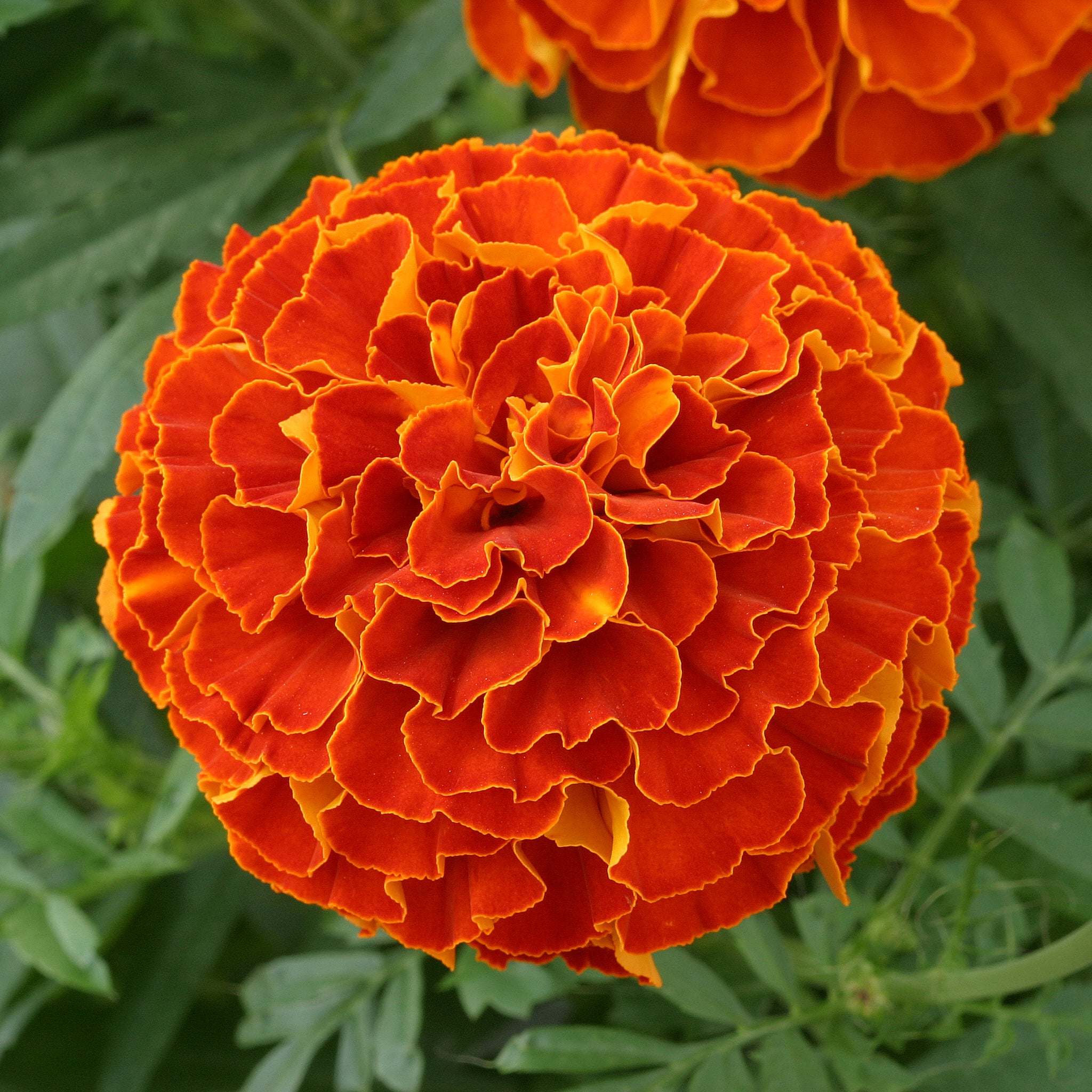 Triploid Marigold Flower Seeds – Hybrid Vigorous Blooms for Gardens