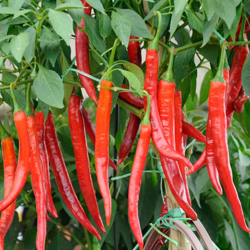 CHILLI SEEDS HOT JWALA PARIKSHA HYBRID - Premium Seeds for Successful Planting, High-Yield & Spicy Harvest