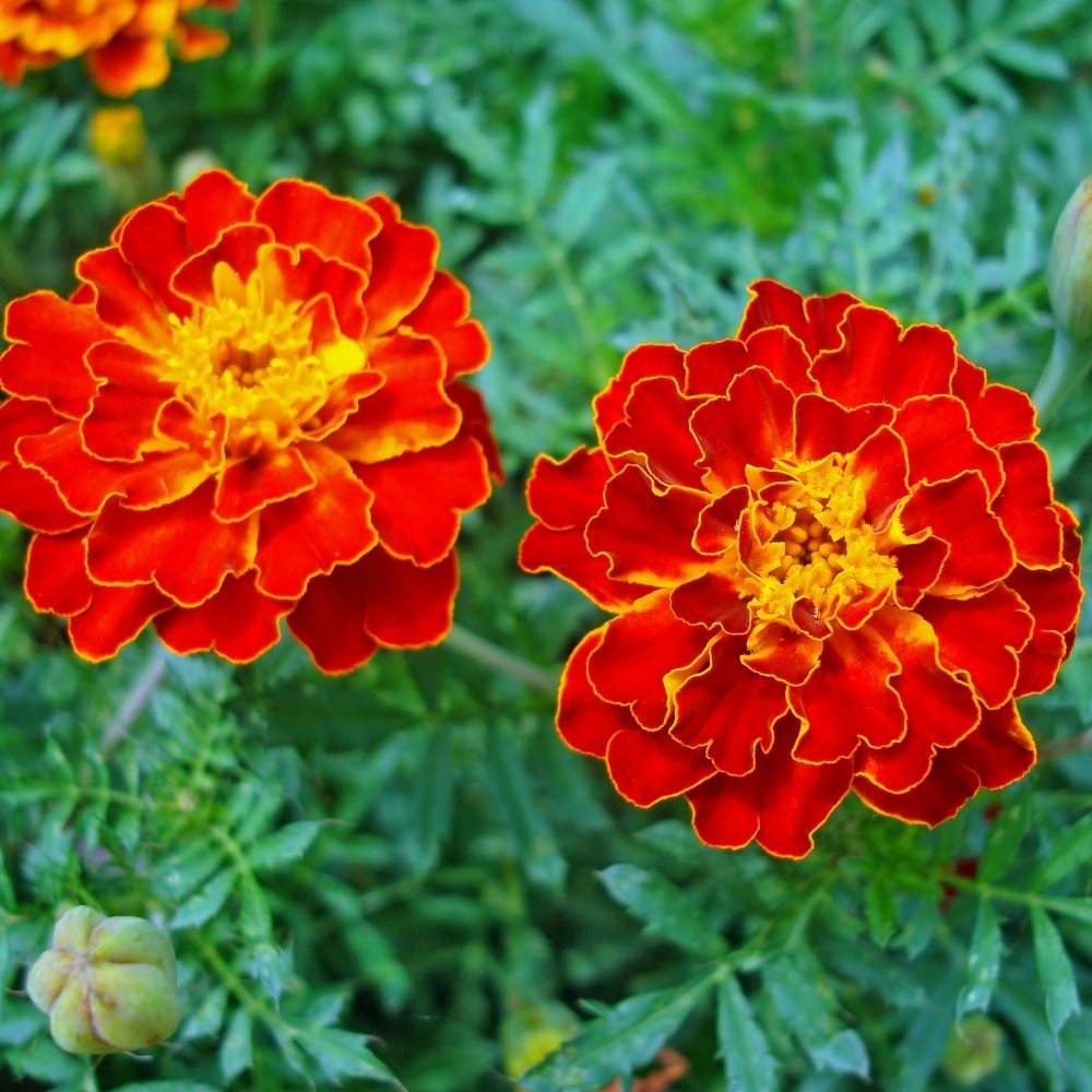 Graines de fleurs de souci vibrantes « Safari Red » pour votre jardin, graines de qualité supérieure pour le jardinage