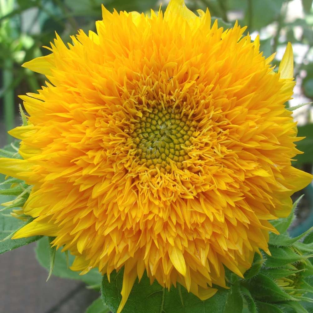 Teddy Bear Sunflower Seeds – Fluffy, Double-Petaled Blooms for Gardens & Bouquets