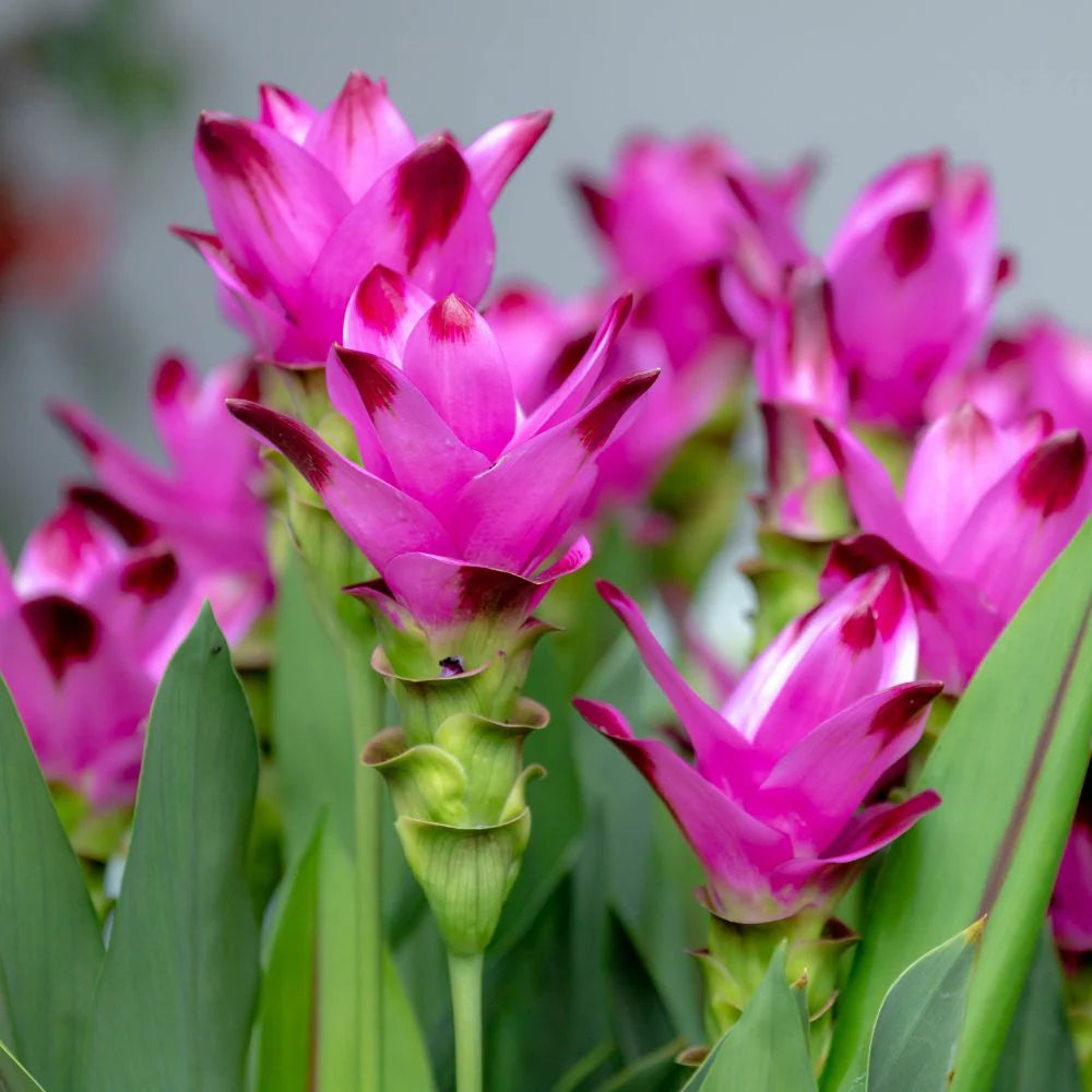 Curcuma Thailand Pink Seeds for Planting - 100 pcs - Flower seeds