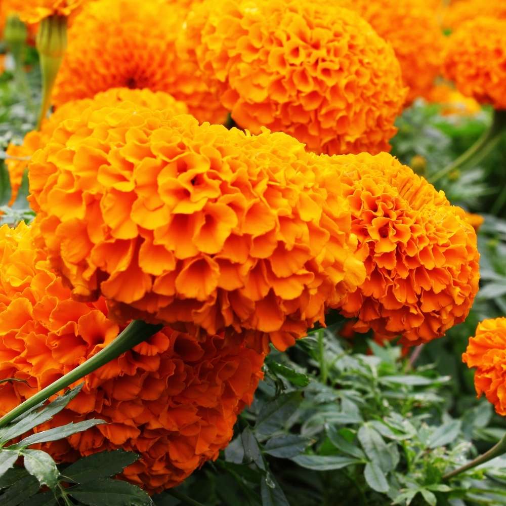 Triploid Marigold Flower Seeds, Hybrid Vigorous Blooms for Gardens