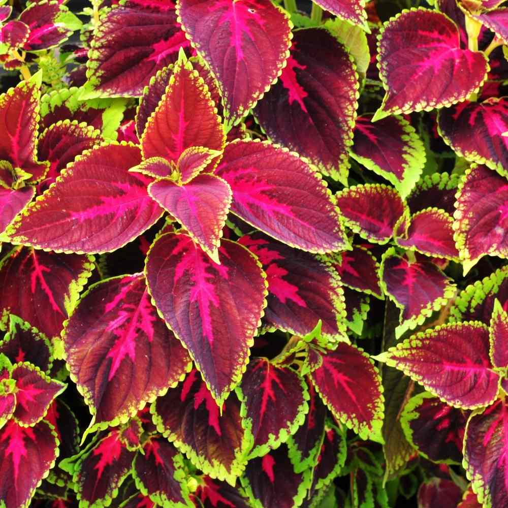 "Beautiful Coleus Flower Seeds, Planting - 100 pcs" - Flower seeds