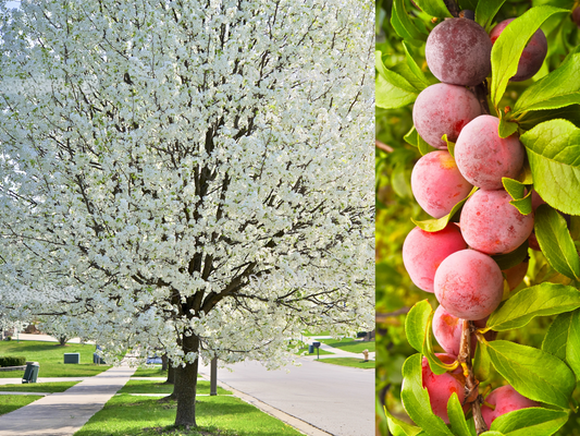 American Plum Tree Seeds