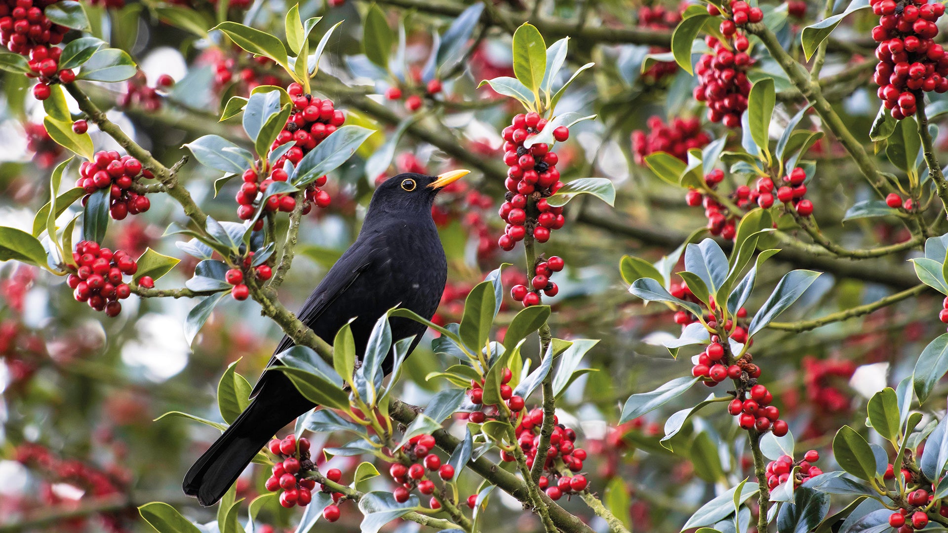 Ornamental Evergreen Tree with Glossy Foliage & Bright Berries