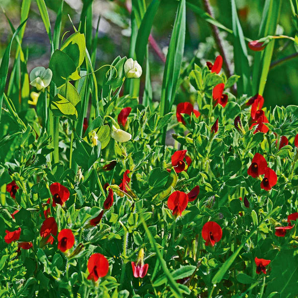 Spargelerbsensamen für den Garten | Züchten Sie frische und aromatische Spargelerbsen