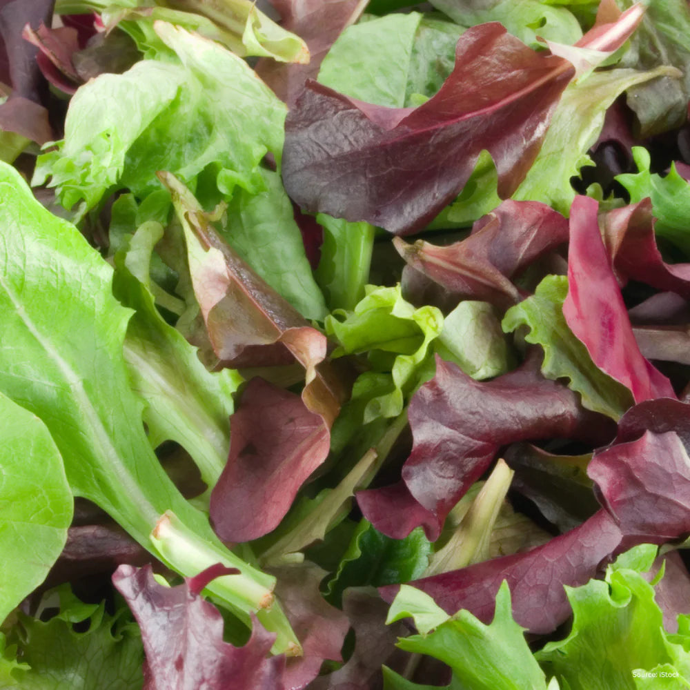 Graines de laitue mesclun à feuilles mélangées pour le jardinage et la plantation - 100 pièces