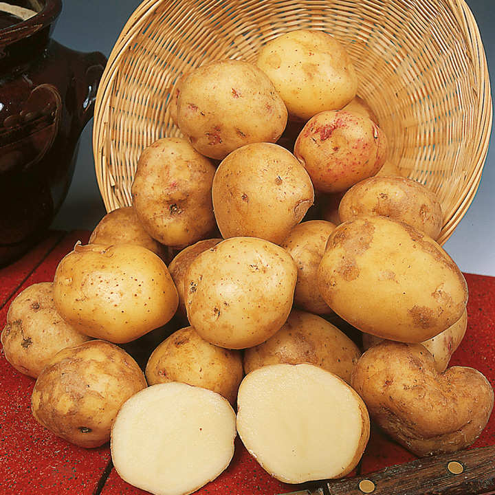 Premium CARA Seed Potatoes - Ideal for Gardening Enthusiasts - High-Quality Seeds for Abundant Harvests