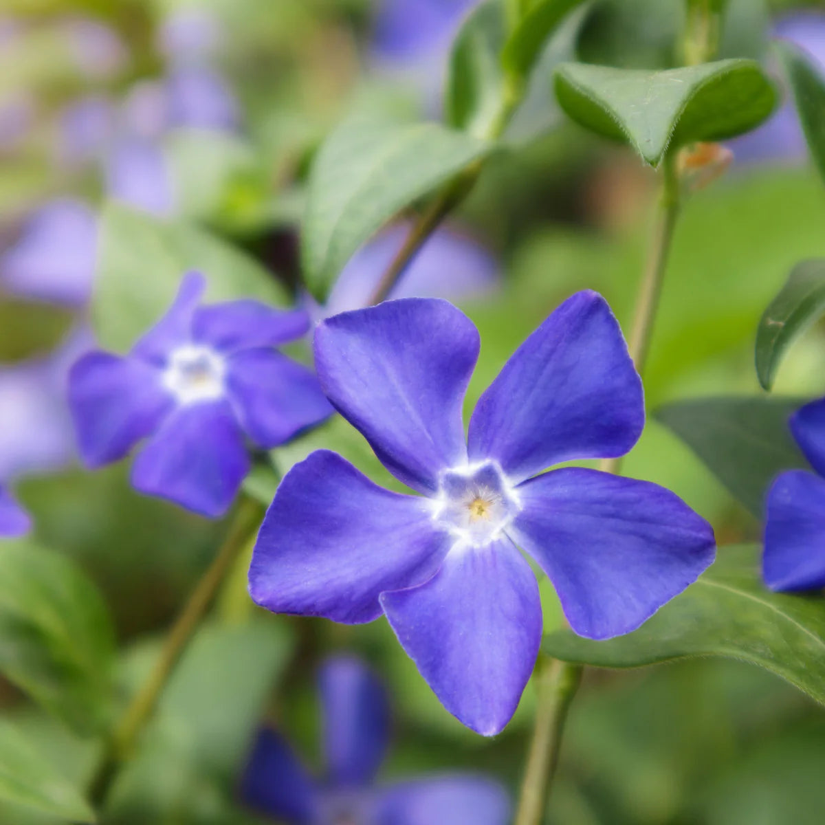 Vinca Minor Blumensamen für Gartenarbeit und Pflanzung