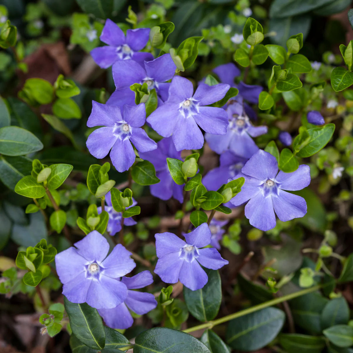 Vinca Minor Blumensamen für Gartenarbeit und Pflanzung