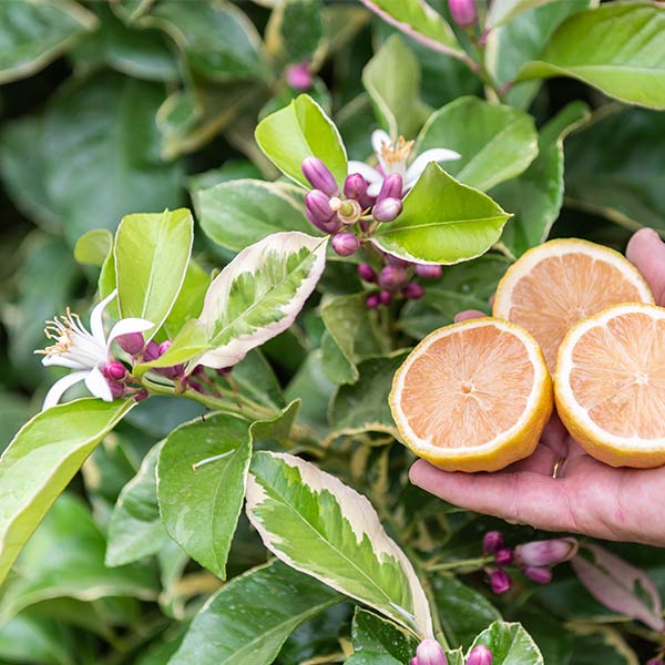 Pink Variegated Lemon Seeds for Planting – Grow Unique Striped Citrus at Home