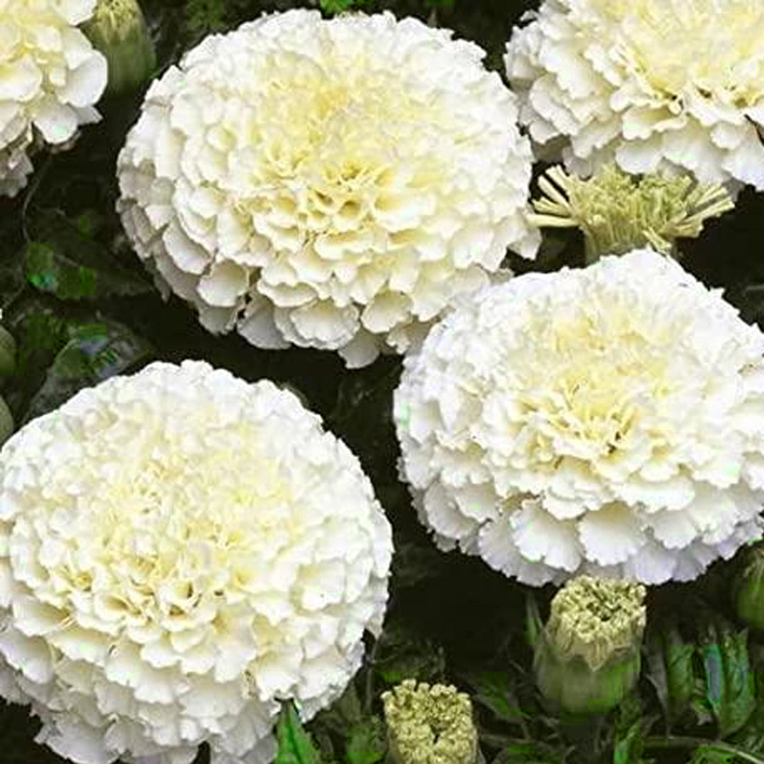 White Marigold Flower Seeds, Rare Elegant Blooms for Gardens & Bouquets