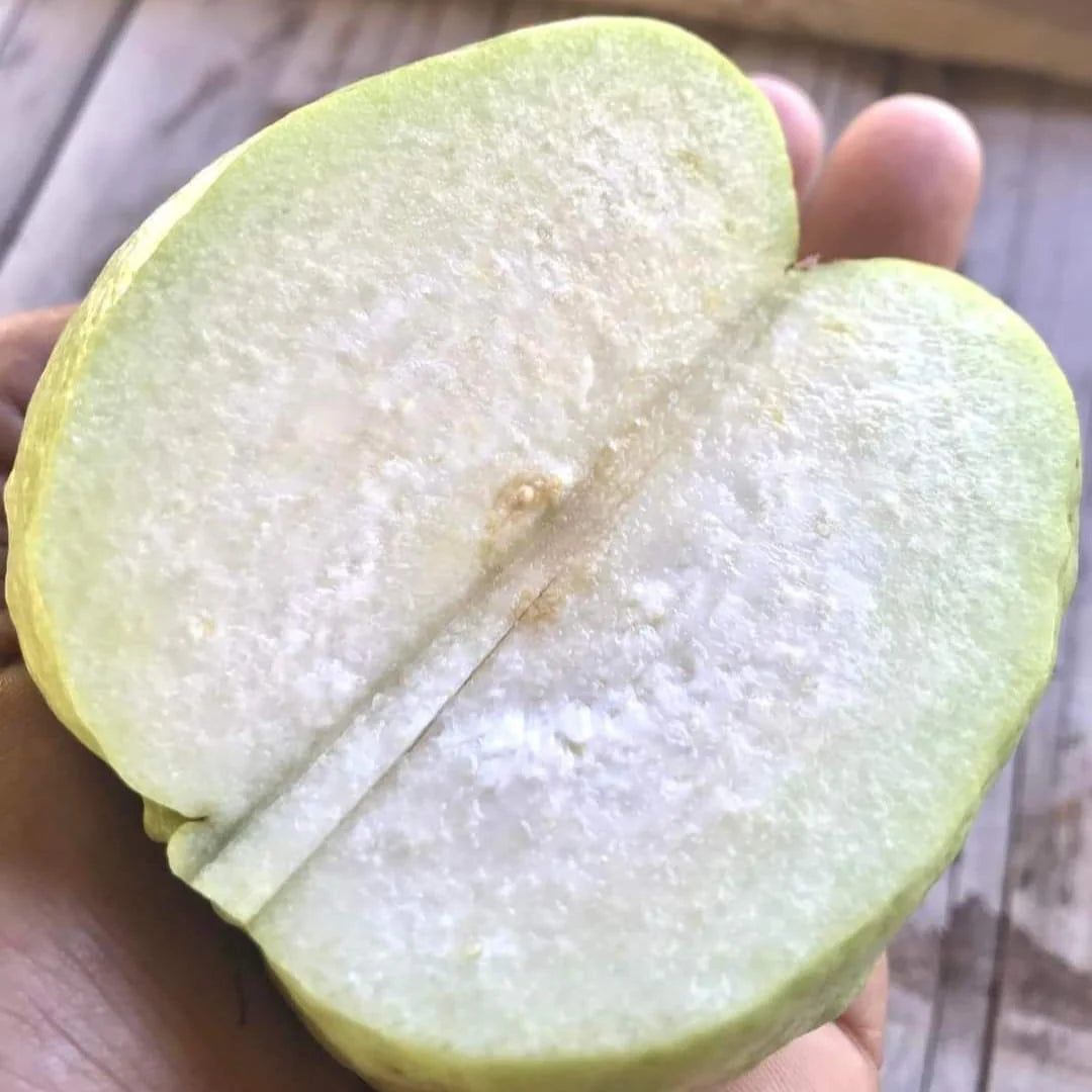 White Seedless Guava Seeds – Sweet & Crisp Tropical Fruit for Planting