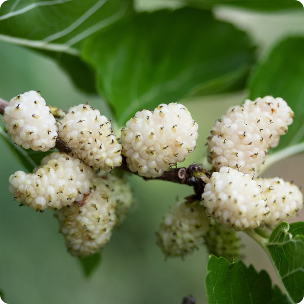 White Mulberry (Morus alba) – Seeds