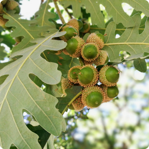 White Oak Tree (Quercus alba) – Seeds