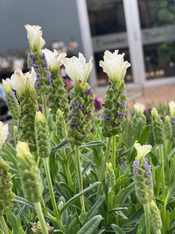 Unique White-Flowering Lavender with a Delicate Fragrance