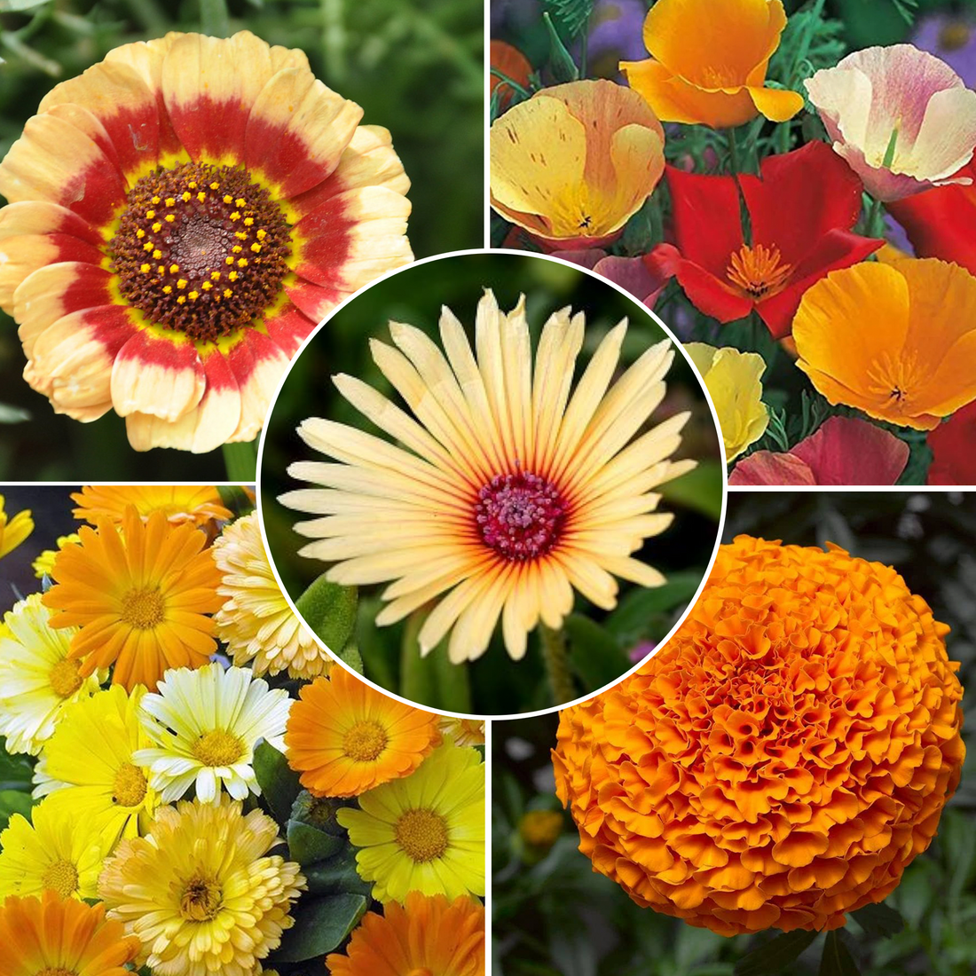 OrganicIndiaSeeds:Summer Flower Seed Collection
