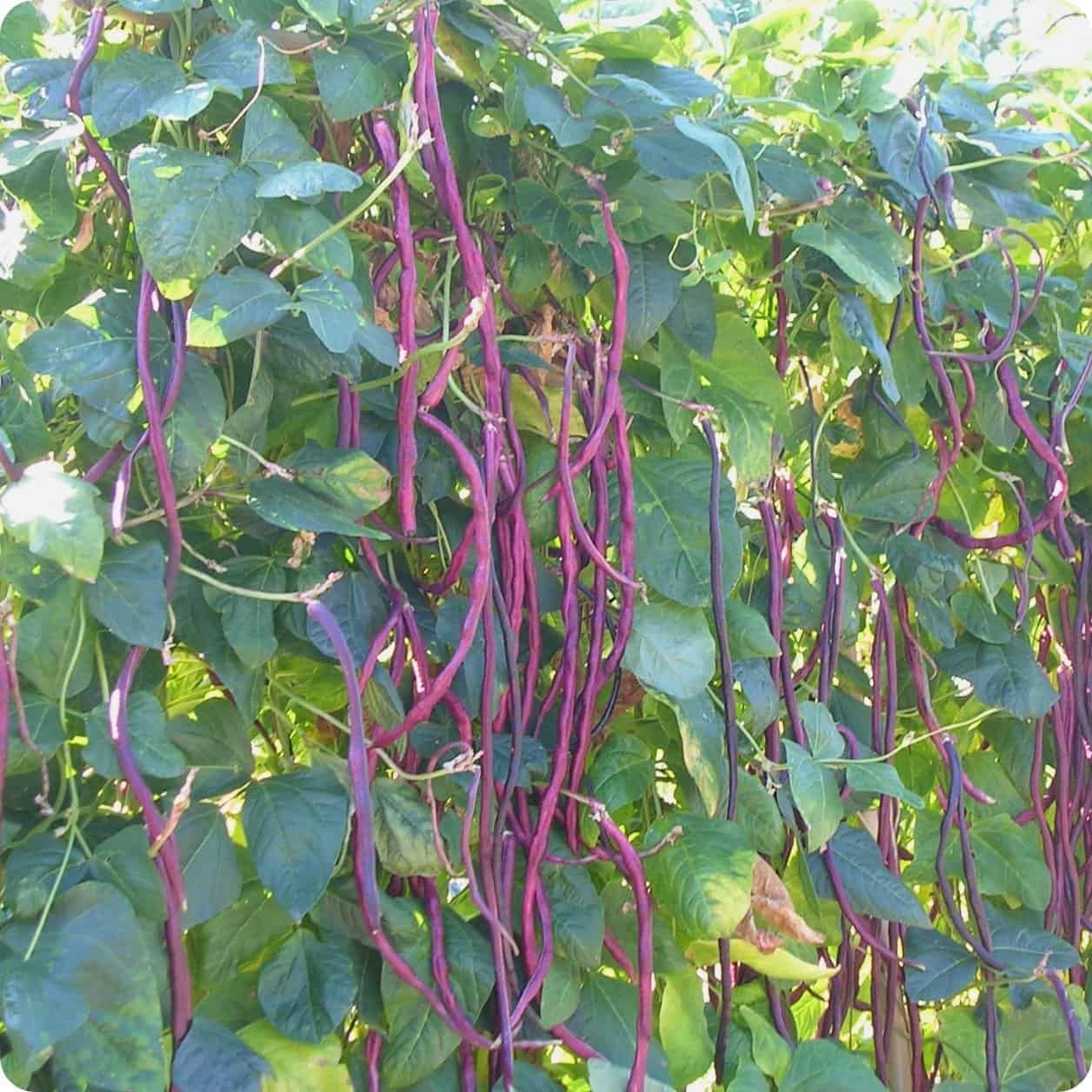 Red Yard Long Bean Seeds - Grow Crisp and Flavorful Red Beans for Your Garden