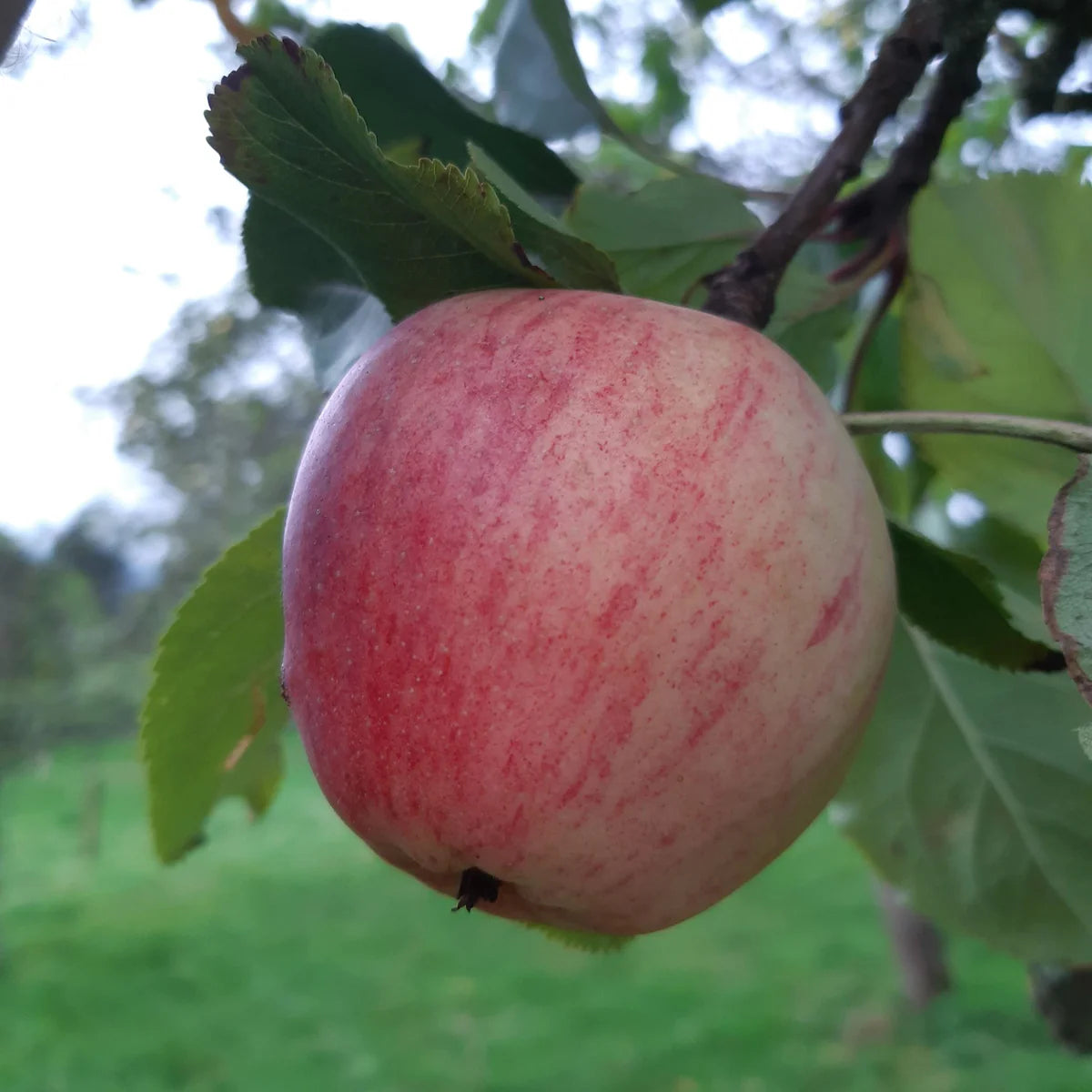 Yarlington Mill Apple Seeds for Planting – Rich, Sweet & Aromatic Cider Apples