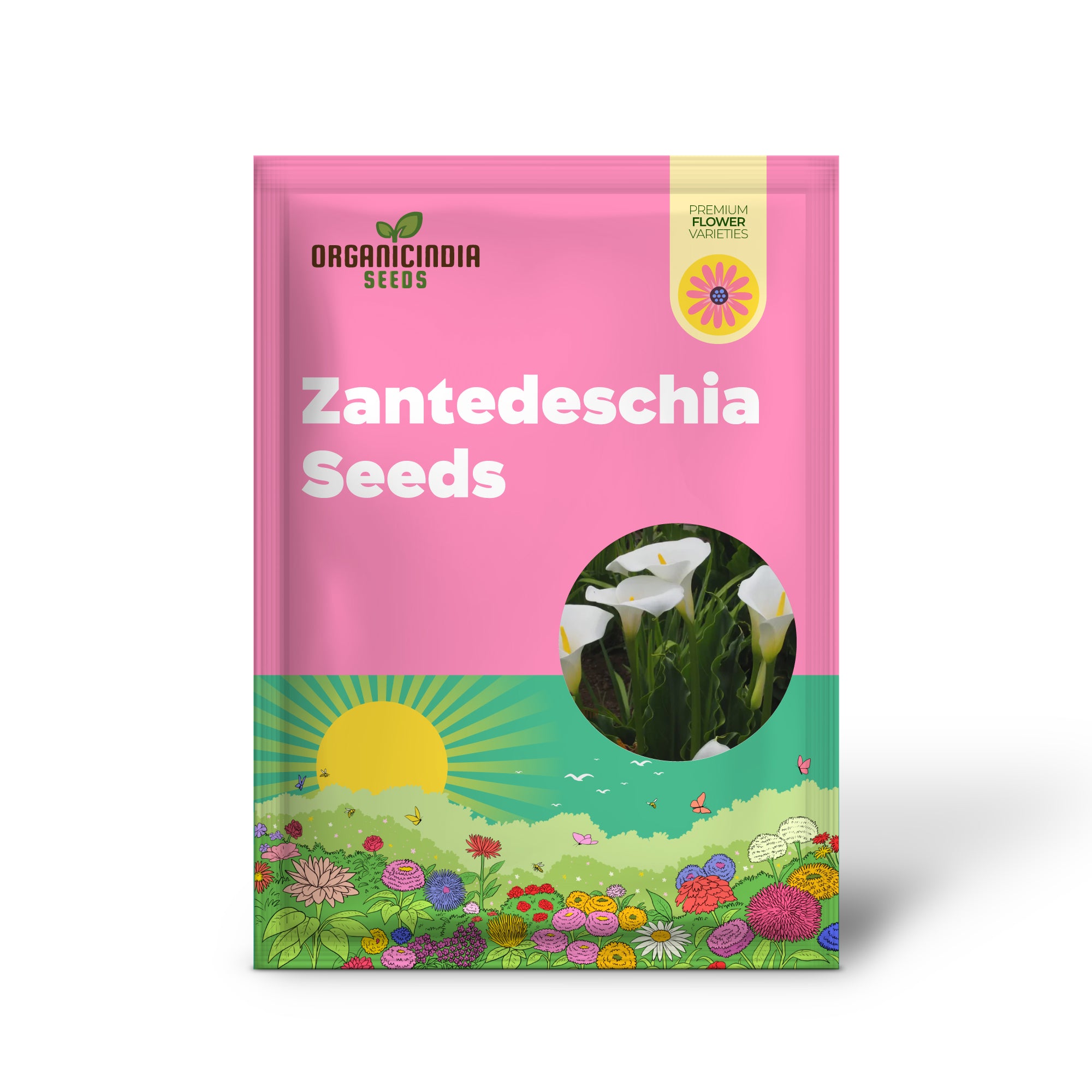 Graines de Zantedeschia Aethiopica – Qualité supérieure pour la plantation dans votre jardin