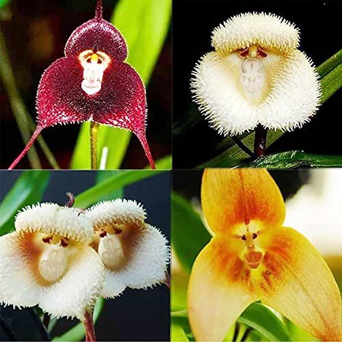 "Monkey Face Orchid Flower Seeds, Planting - 100 pcs" - Flower seeds