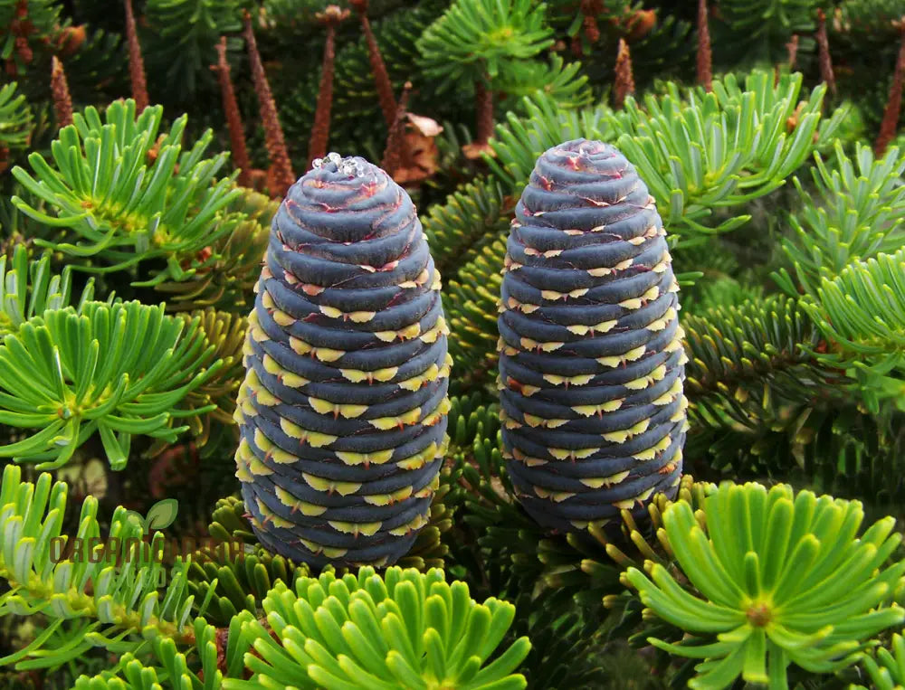 Abies Koreana Seeds Cultivate Your Own Korean Fir Oasis