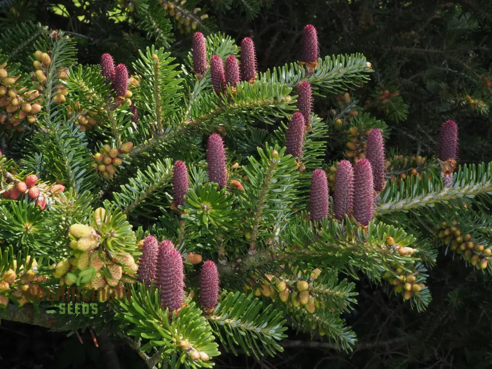 Abies Koreana Seeds Cultivate Your Own Korean Fir Oasis