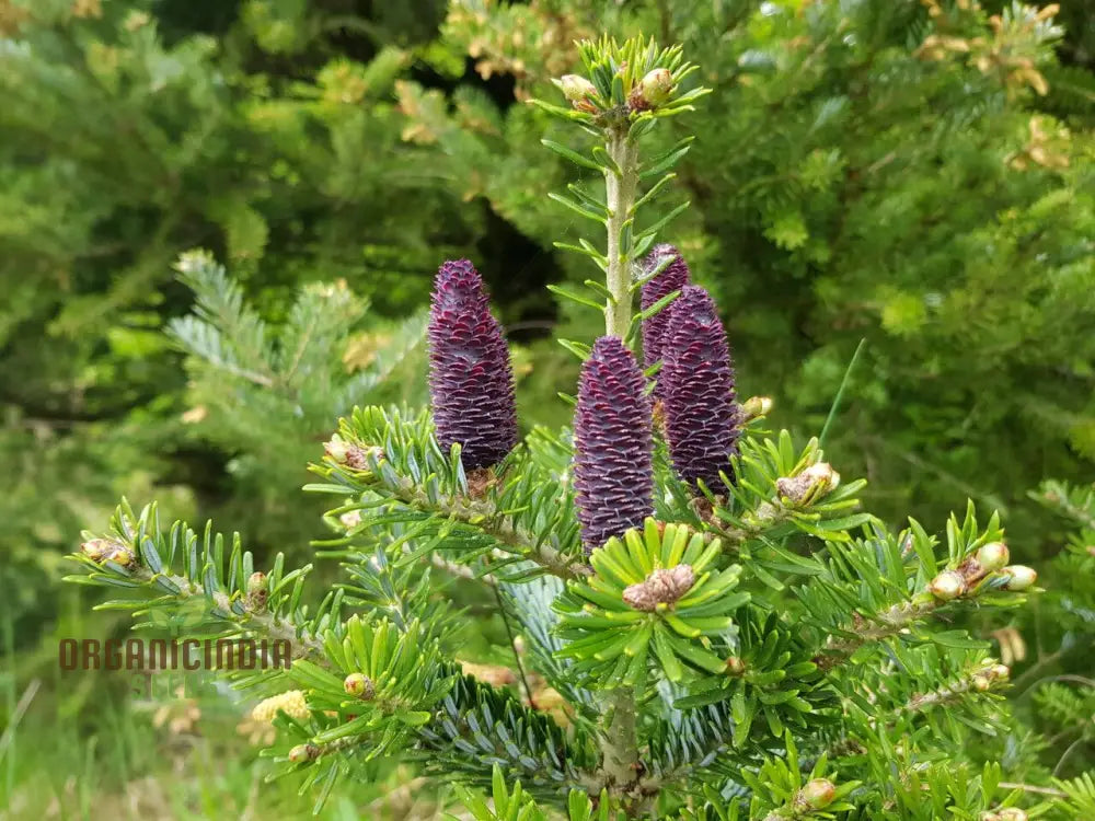 Abies Koreana Seeds Cultivate Your Own Korean Fir Oasis