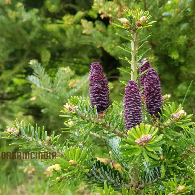 Abies Koreana Seeds Cultivate Your Own Korean Fir Oasis