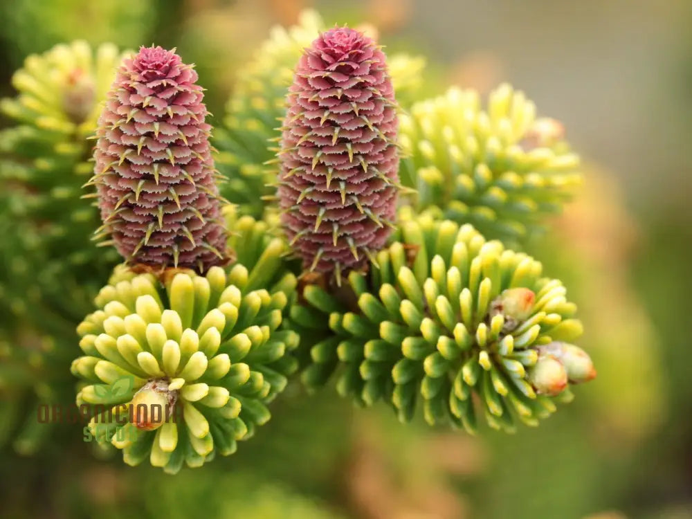 Abies Koreana Seeds Cultivate Your Own Korean Fir Oasis