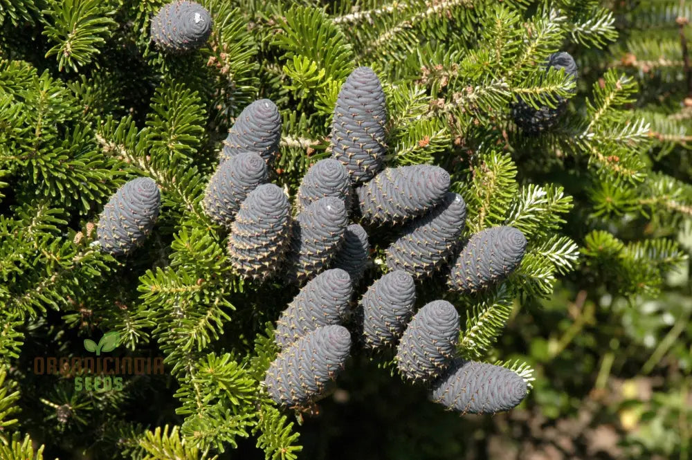 Abies Koreana Seeds Cultivate Your Own Korean Fir Oasis