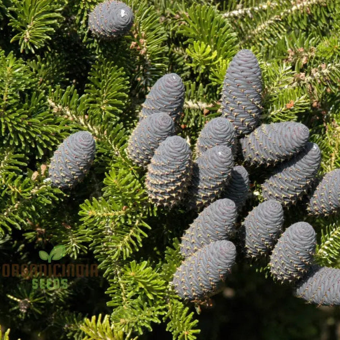 Abies Koreana Seeds Cultivate Your Own Korean Fir Oasis