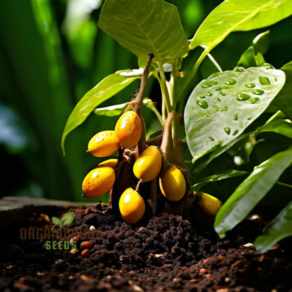 Abiu Fruit Seeds For Planting Cultivate Your Tropical Garden With Exotic