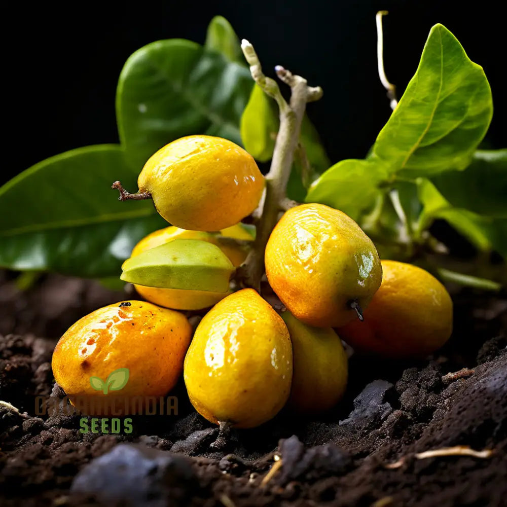 Abiu Fruit Seeds For Planting Cultivate Your Tropical Garden With Exotic