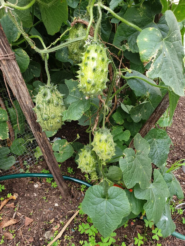 Jelly Melon Cucumber Seeds - Grow Unique and Exotic Jelly Melon Cucumbers for Your Garden