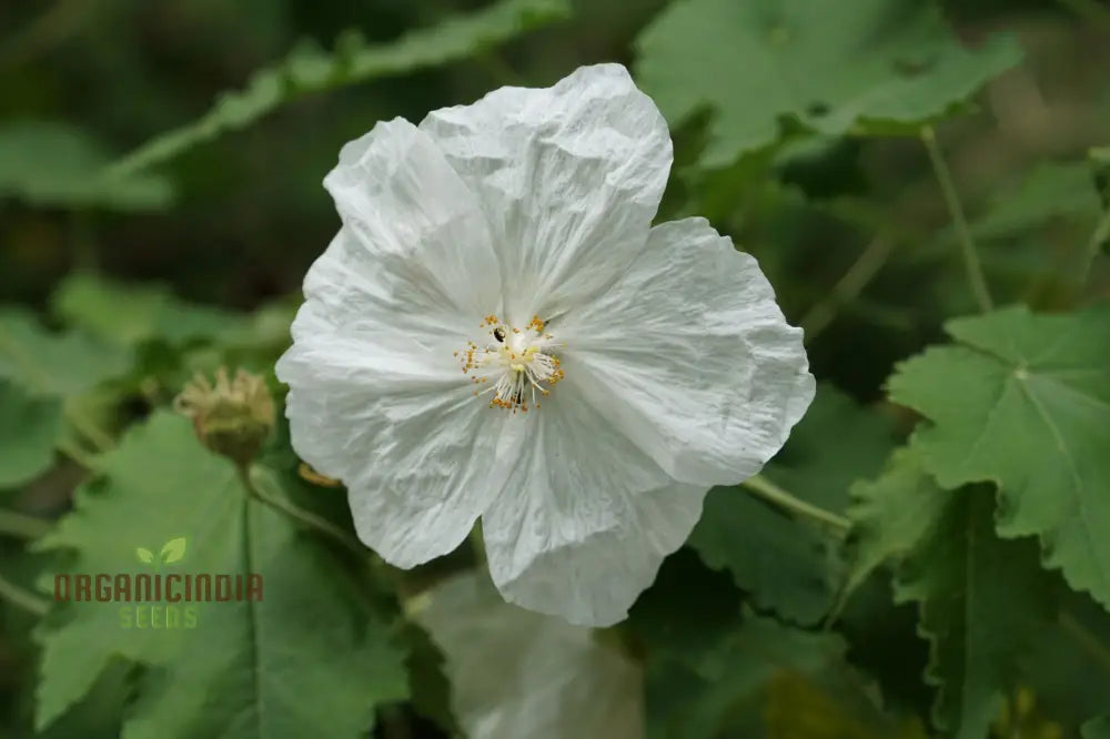 Abutilon Vitifolium Album Seeds Elevate Your Garden With Elegant White Blossoms