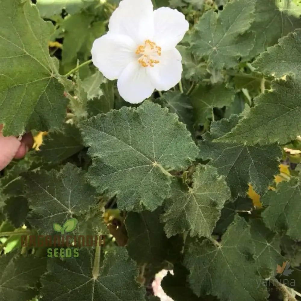 Abutilon Vitifolium Album Seeds Elevate Your Garden With Elegant White Blossoms