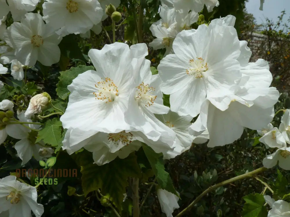 Abutilon Vitifolium Album Seeds Elevate Your Garden With Elegant White Blossoms