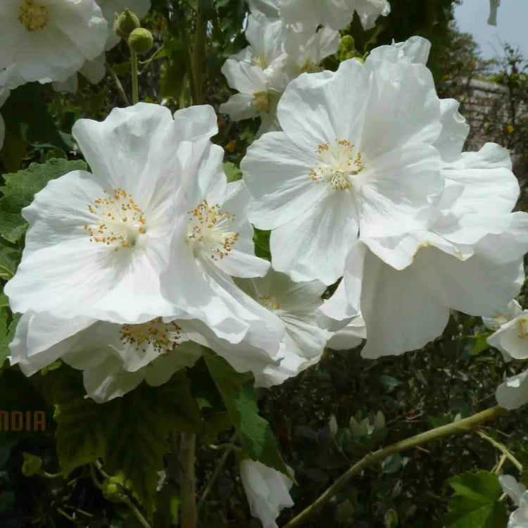 Abutilon Vitifolium Album Seeds Elevate Your Garden With Elegant White Blossoms