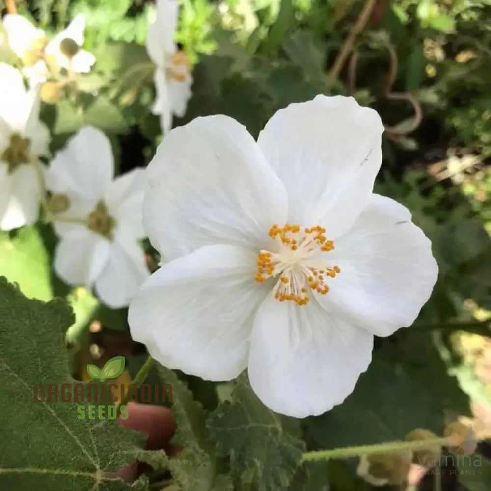 Abutilon Vitifolium Album Seeds Elevate Your Garden With Elegant White Blossoms