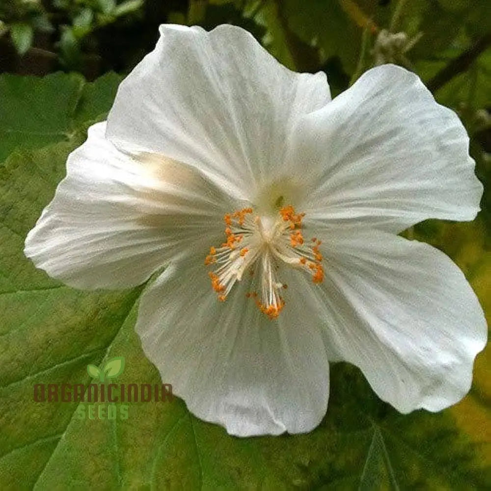 Abutilon Vitifolium Album Seeds Elevate Your Garden With Elegant White Blossoms