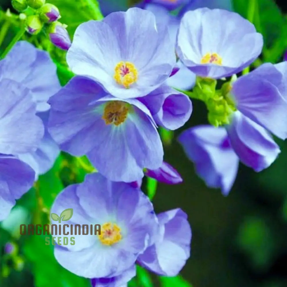 Abutilon X Suntense Add A Touch Of Blue Beauty To Your Garden