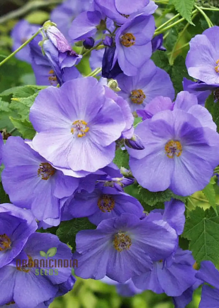 Abutilon X Suntense Add A Touch Of Blue Beauty To Your Garden