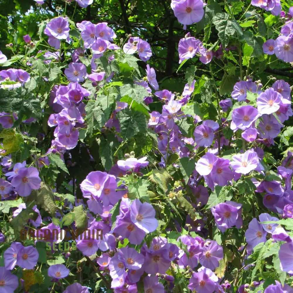 Abutilon X Suntense Add A Touch Of Blue Beauty To Your Garden