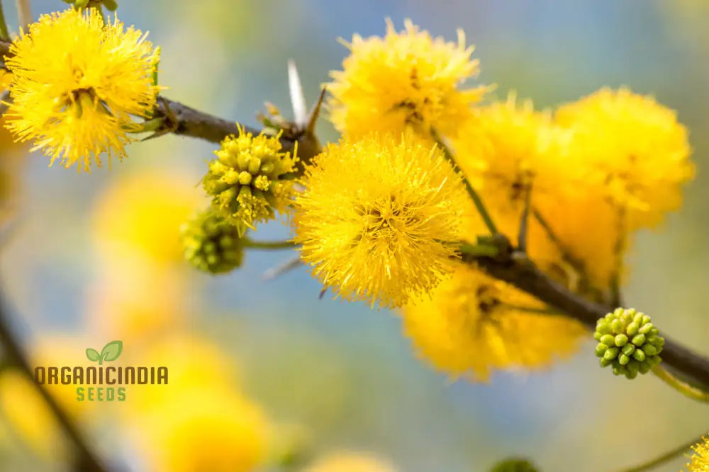 Acacia Farnesiana - Sweet Seeds For Planting Fragrant Yellow Flowers