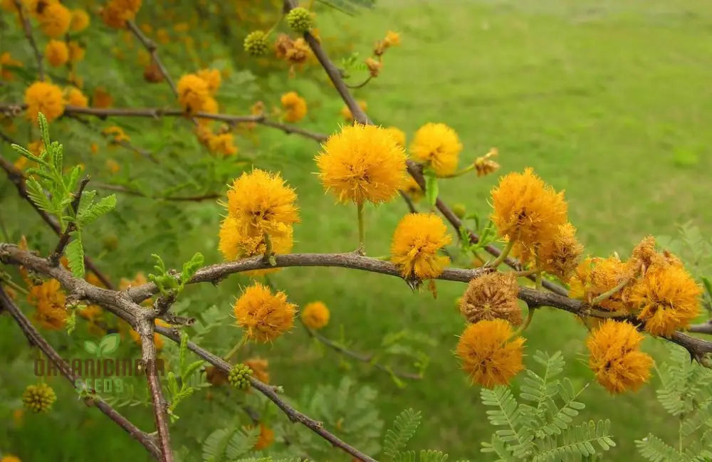 Acacia Farnesiana - Sweet Seeds For Planting Fragrant Yellow Flowers