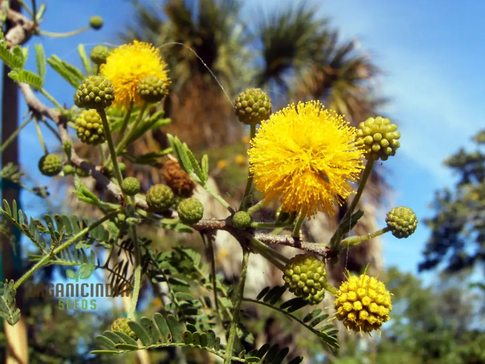 Acacia Farnesiana - Sweet Seeds For Planting Fragrant Yellow Flowers