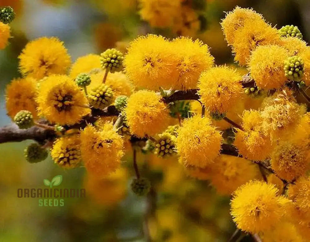 Acacia Farnesiana - Sweet Seeds For Planting Fragrant Yellow Flowers