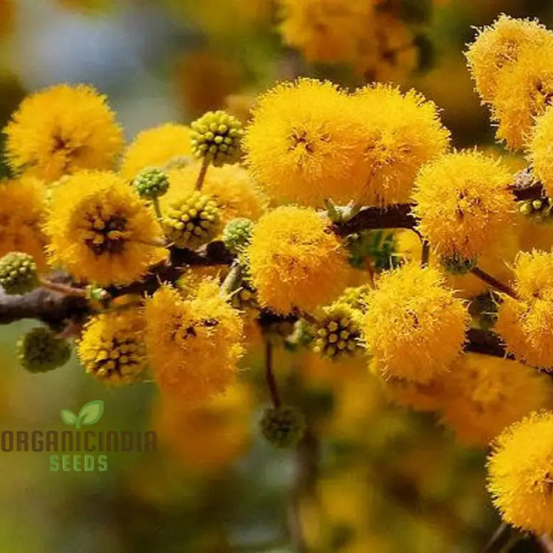 Acacia Farnesiana - Sweet Seeds For Planting Fragrant Yellow Flowers