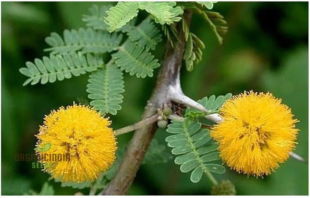 Acacia Farnesiana - Sweet Seeds For Planting Fragrant Yellow Flowers